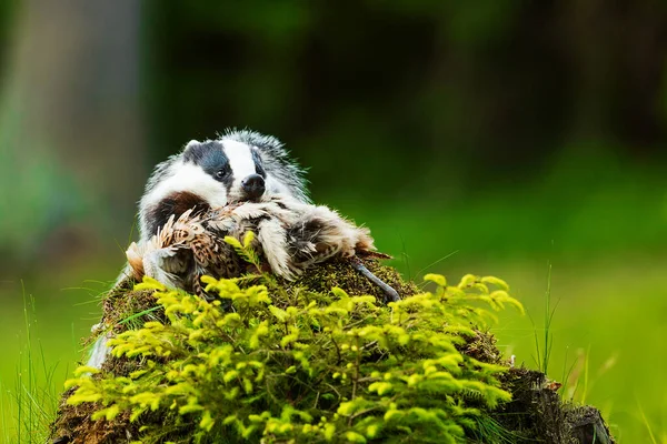 Old European Badger Wild — Photo