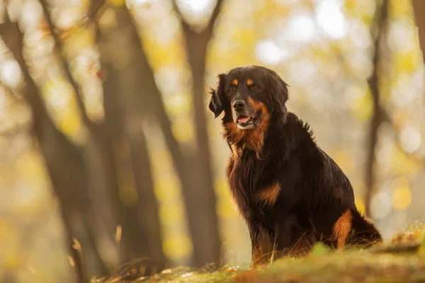 Dog Hovawart Gold Black Portrait Autumn Forest —  Fotos de Stock