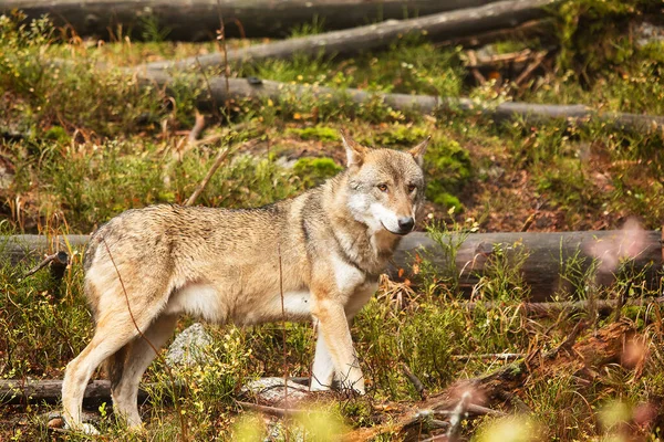 Самець Євразійський Вовк Canis Lupus Lupus Осінньому Лісі — стокове фото