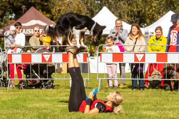 Prague Tjeckien September 2019 Firandet Den Internationella Djurdagen Påvisande Hund — Stockfoto