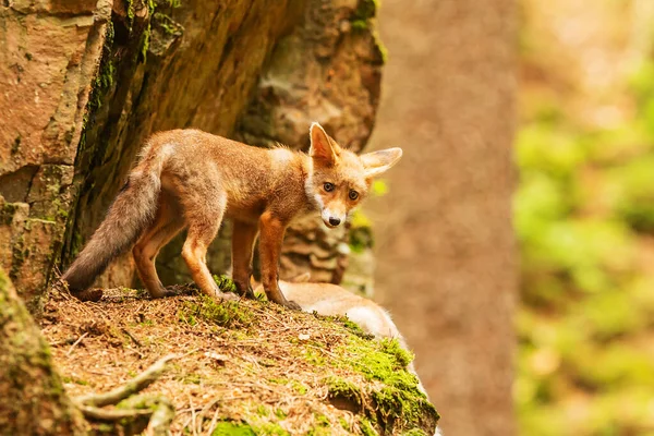 Cube Red Fox Vulpes Vulpes Curious Young Animal — Foto de Stock