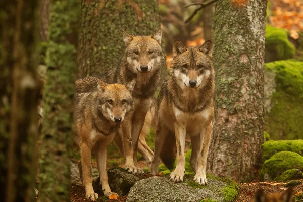 Ευρασιατική Οικογένεια Λύκων Canis Lupus Lupus Στο Φθινοπωρινό Δάσος — Φωτογραφία Αρχείου