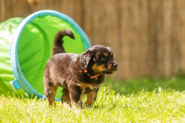 Czarny Złoty Hovie Pies Hovawart Cute Szczeniak Sfotografowany Placu Zabaw — Zdjęcie stockowe
