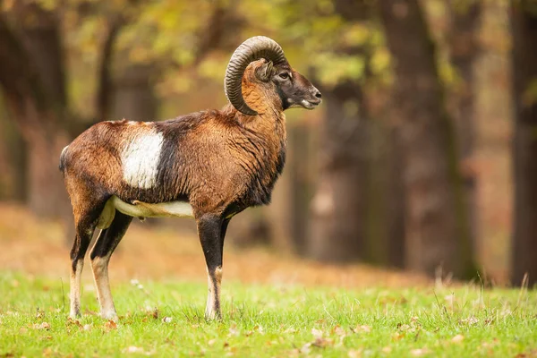 Mouflon Ovis Orientalis Orientalis Bosque Otoñal —  Fotos de Stock