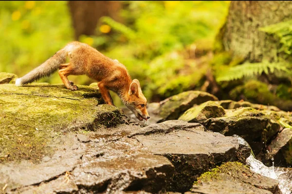 Cube Red Fox Vulpes Vulpes Curious Young Animal — Stockfoto