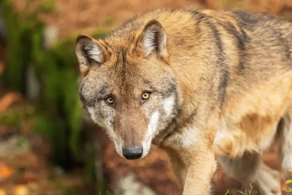 Mannelijke Euraziatische Wolf Canis Lupus Lupus Het Herfstwoud — Stockfoto