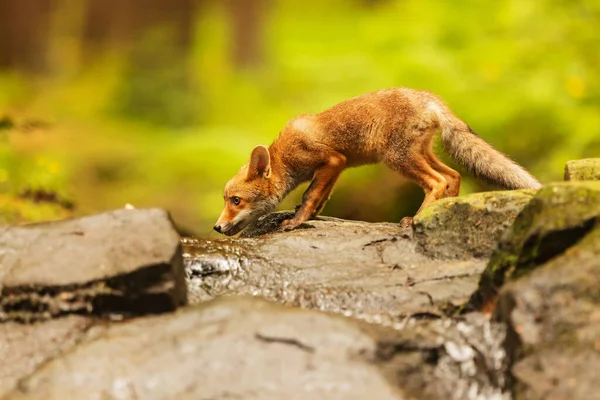 Куб Рыжая Лиса Vulpes Vulpes Любопытное Молодое Животное — стоковое фото