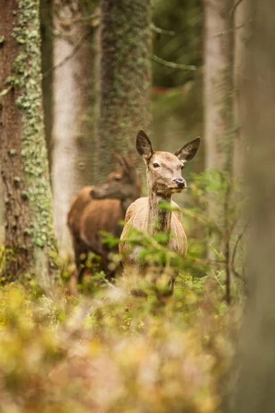 Veado Vermelho Sozinho Cervus Elaphus Corça Espreita Para Fora Floresta — Fotografia de Stock