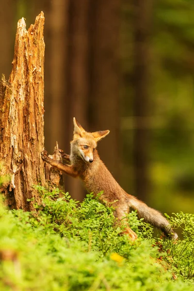 cube red fox (Vulpes vulpes) a curious young  animal