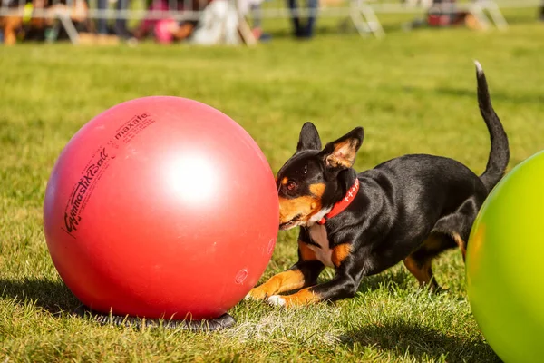 Praga Czechia Septiembre 2019 Celebración Del Día Internacional Los Animales —  Fotos de Stock