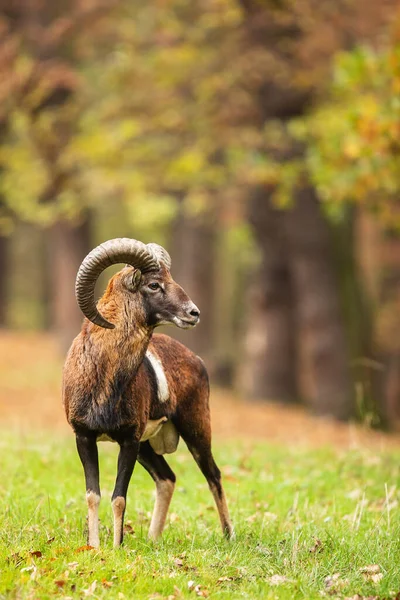 Mouflon Ovis Orientalis Orientalis Het Herfstbos — Stockfoto