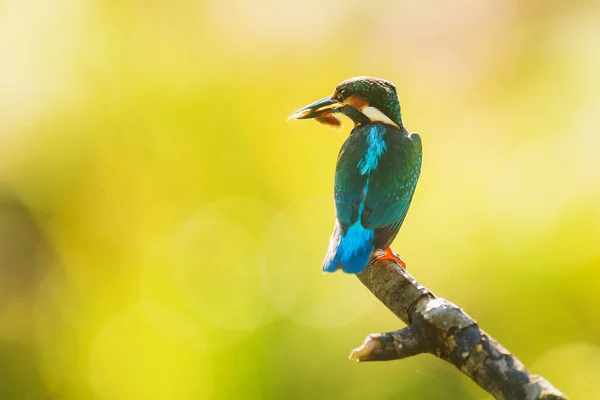 Eurasian Kingfisher Alcedo Atthis Sitting Branch Looking Out Prey — Stock Photo, Image