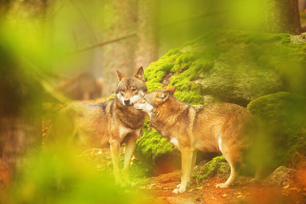Eurasian wolves family, Canis lupus lupus, in autumnal forest