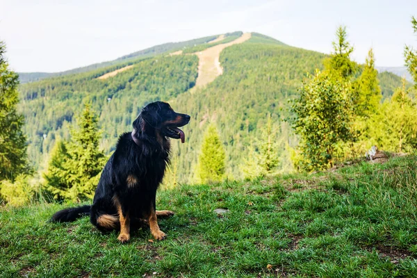 Ładny Pies Trawniku Portret — Zdjęcie stockowe