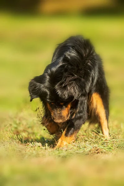 Симпатичная Собака Ласковом Портрете — стоковое фото