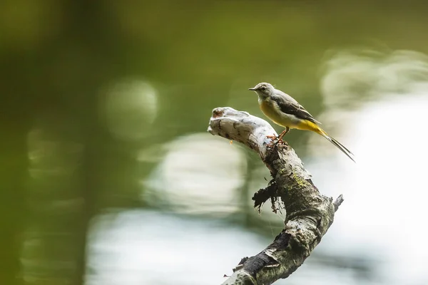 Closeup Small Bird Daytime — Stock Fotó