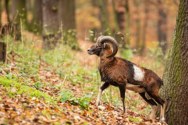 Mouflon Ovis Orientalis Orientalis Bosque Otoñal —  Fotos de Stock