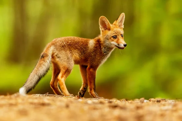 Κύβος Κόκκινη Αλεπού Vulpes Vulpes Ένα Περίεργο Νεαρό Ζώο — Φωτογραφία Αρχείου