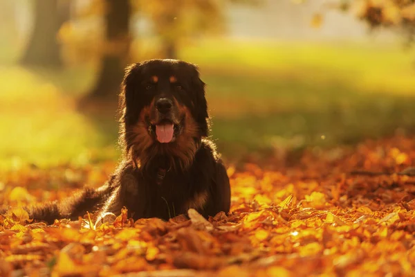 Dog Hovawart Gold Black Portrait Autumn Forest — ストック写真