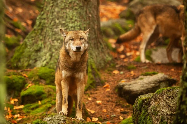 Férfi Eurázsiai Farkas Canis Lupus Lupus Őszi Erdőben — Stock Fotó