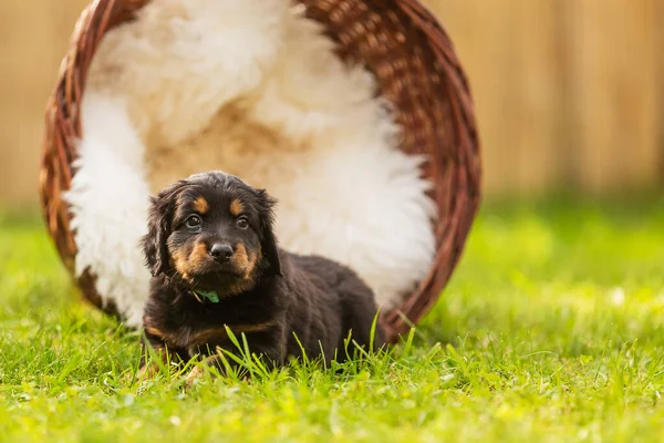 Czarny Złoty Hovie Pies Hovawart Szczeniak Koszu Trzciny Białym Futrze — Zdjęcie stockowe