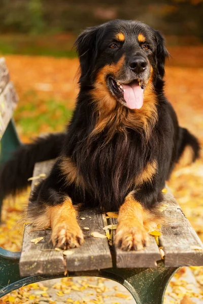 Dog Hovawart Gold Black Portrait Autumn Forest —  Fotos de Stock