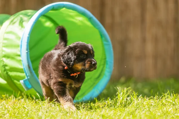 Czarny Złoty Hovie Pies Hovawart Cute Szczeniak Sfotografowany Placu Zabaw — Zdjęcie stockowe