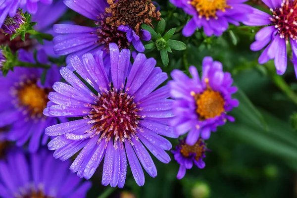Beautiful Flowers Plants Close — Foto de Stock