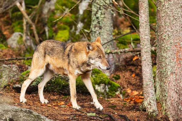 Lobo Macho Euroasiático Canis Lupus Lupus Bosque Otoñal — Foto de Stock