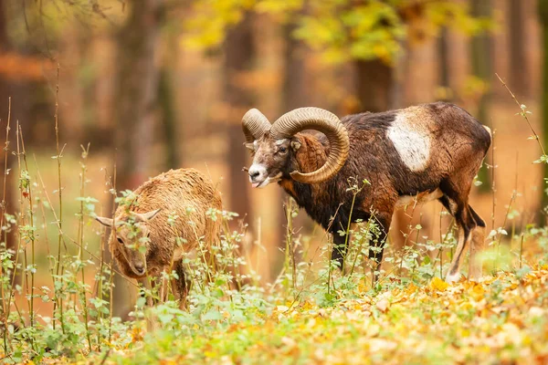 Mouflon Ovis Orientalis Orientalis Het Herfstbos — Stockfoto
