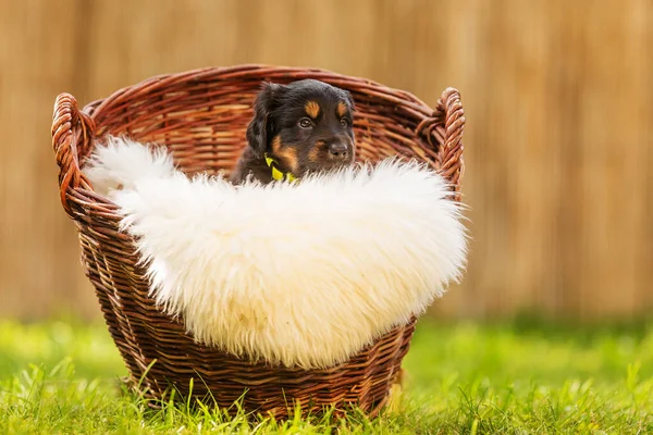 Czarny Złoty Hovie Pies Hovawart Szczeniak Koszu Trzciny Białym Futrze — Zdjęcie stockowe