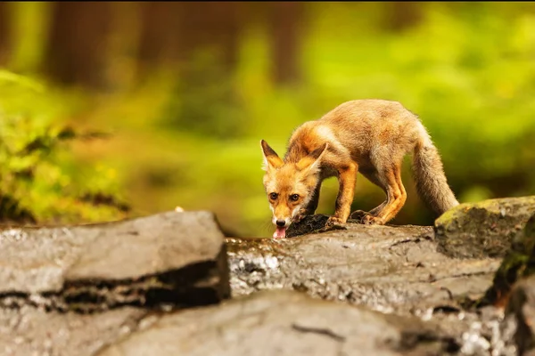 Cube Red Fox Vulpes Vulpes Curious Young Animal — Stock Photo, Image