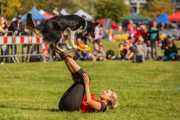 Prague Tjeckien September 2019 Firandet Den Internationella Djurdagen Påvisande Hund — Stockfoto