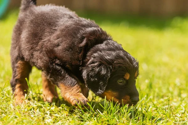 Svart Och Guld Hovie Hund Hovawart Söt Valp Fotograferad Hund — Stockfoto