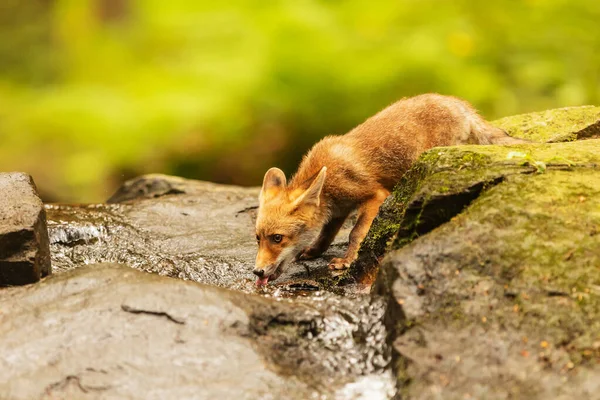 Cube Red Fox Vulpes Vulpes Curious Young Animal — ストック写真