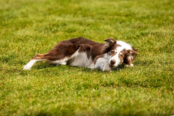 Prag Tschechien September 2019 Feier Des Internationalen Tages Der Tiere — Stockfoto