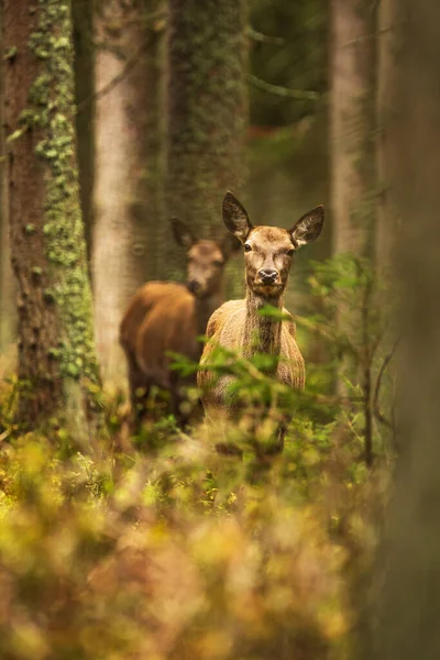 Cerf Rouge Cervus Elaphus Deux Biches Sont Dans Forêt Sauvage — Photo