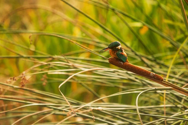 Eurasiático Kingfisher Alcedo Atthis Sentado Ramo Olhando Para Fora Para — Fotografia de Stock