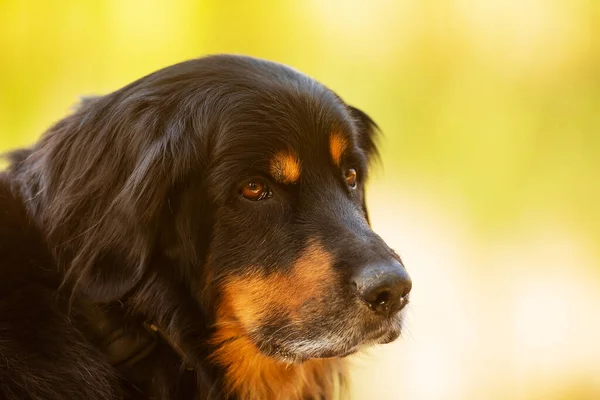 Söt Hund Porträtt Utomhus — Stockfoto