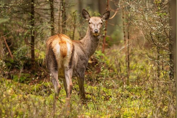 Rood Hert Cervus Elaphus Mooie Hinde — Stockfoto