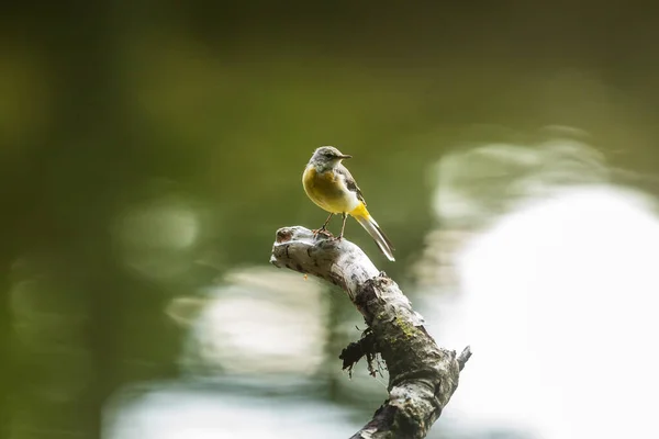 Closeup Small Bird Daytime — Fotografia de Stock