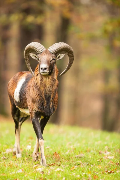 Mouflon Ovis Orientalis Orientalis Forest — 스톡 사진