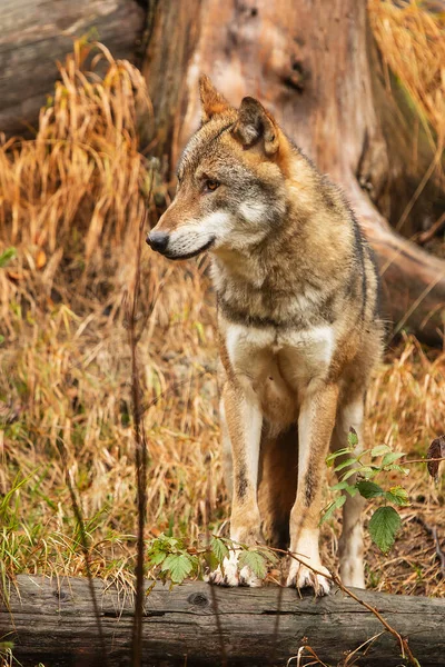 Mannelijke Euraziatische Wolf Canis Lupus Lupus Het Herfstwoud — Stockfoto