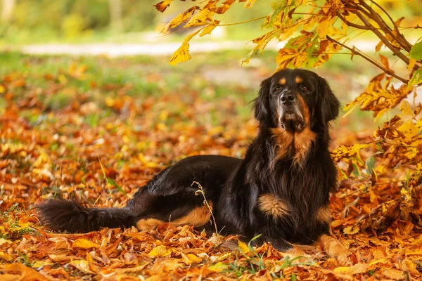 Dog hovawart gold and black portrait in autumn forest