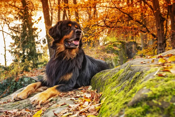 Dog Hovawart Gold Black Portrait Autumn Forest — Stockfoto