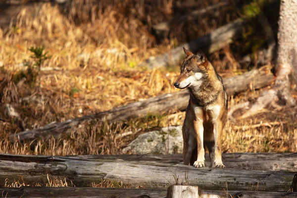 欧亚大陆的雄性狼 金丝雀狼 产于秋天的森林里 — 图库照片