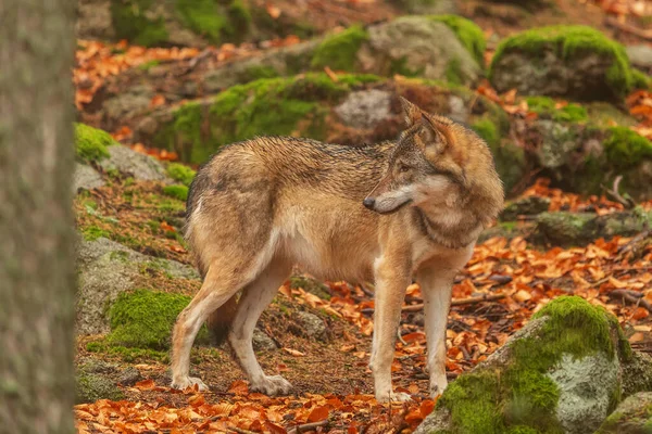 Lobo Macho Euroasiático Canis Lupus Lupus Bosque Otoñal — Foto de Stock