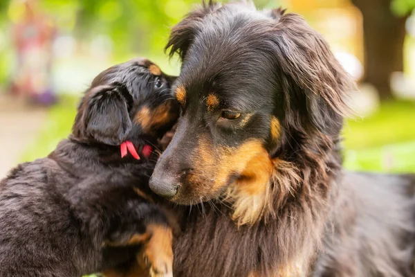 Αρσενικό Hovawart Και Κουτάβι Σύρμα Μαλλιά Dachshund Μεγάλο Σκυλί Φυλάει — Φωτογραφία Αρχείου