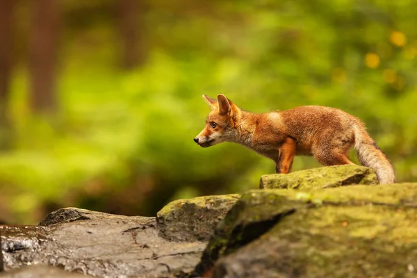 Cube Red Fox Vulpes Vulpes Curious Young Animal — 스톡 사진
