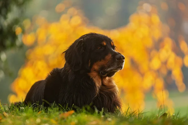 Dog Hovawart Gold Black Portrait Autumn Forest — Photo